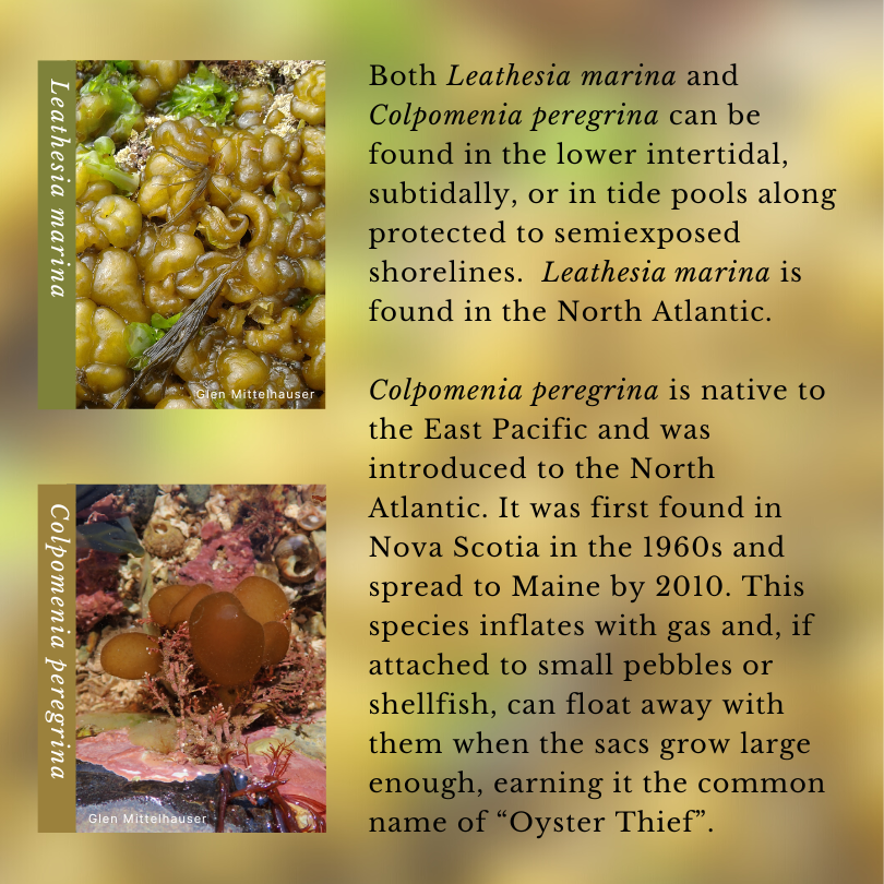 Leathesia marina (Sea Cauliflower) & Colpomenia peregrina (Oyster Thief)