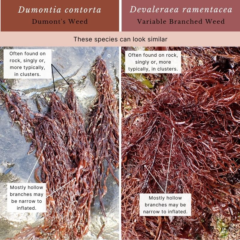 Dumontia contorta & Devaleraea ramentacea