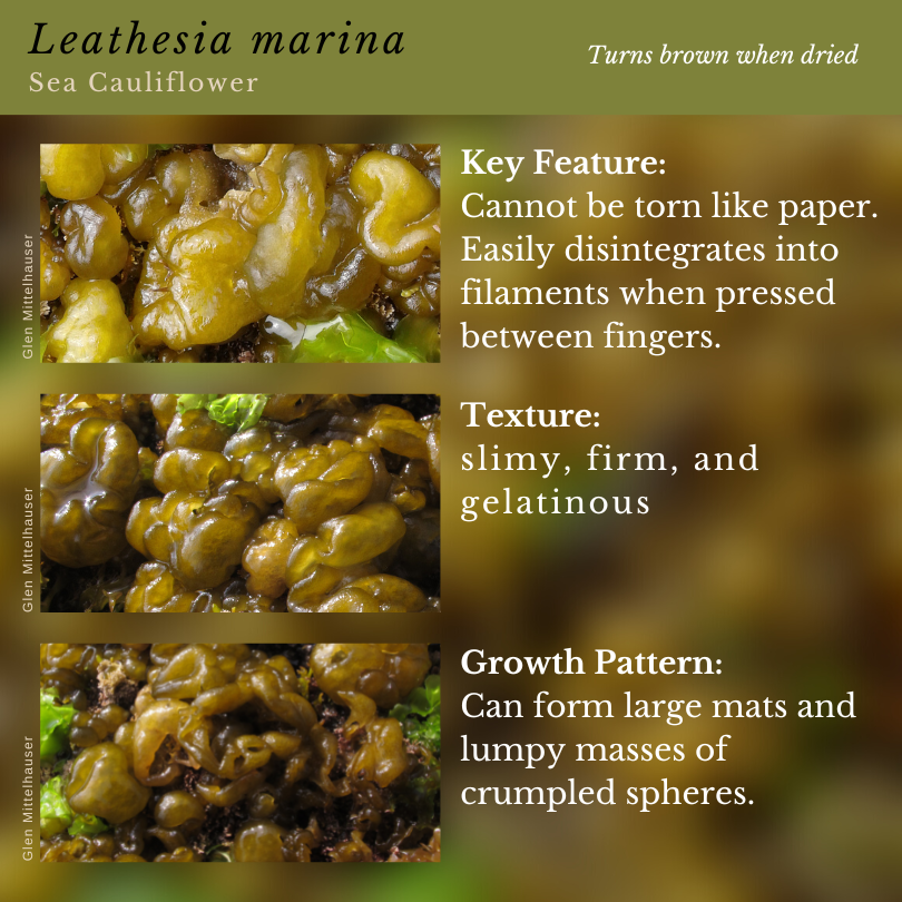 Leathesia marina (Sea Cauliflower)
