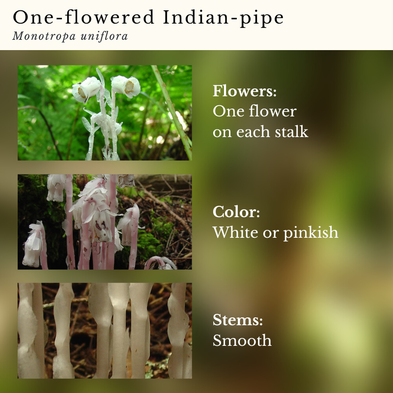 One-flowered Indian-pipe (Monotropa uniflora)
