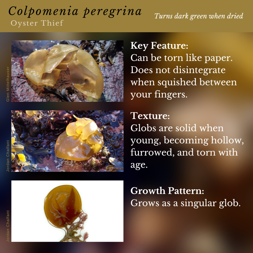 Colpomenia peregrina (Oyster Thief)