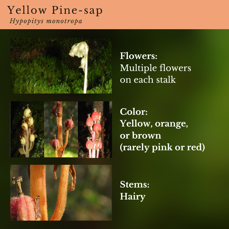 Yellow Pine-sap (Hypopitys monotropa)
