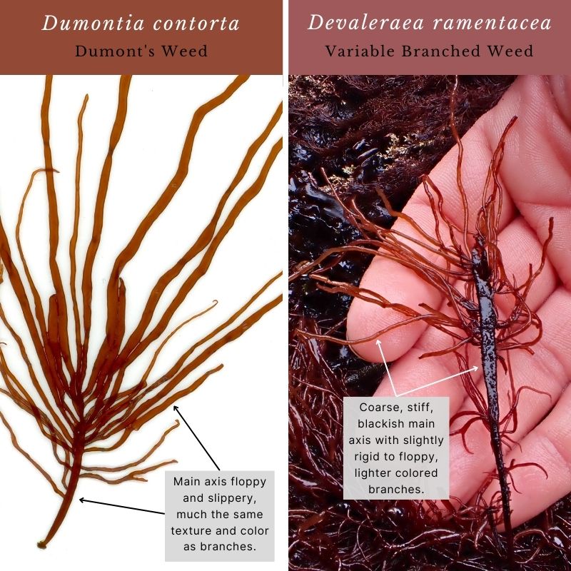 Dumontia contorta & Devaleraea ramentacea