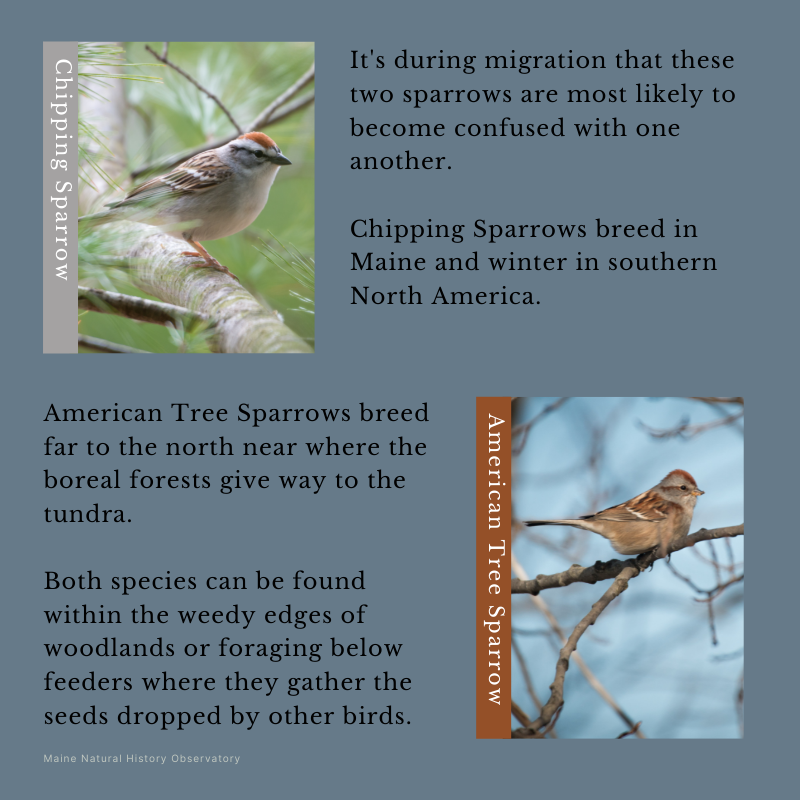 American Tree Sparrow (Spizelloides arborea) and Chipping Sparrow (Spizella passerina)