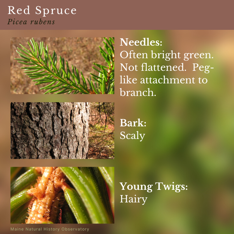 Red Spruce (Picea rubens)