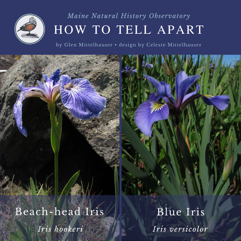 Beach-head Iris (Iris hookeri) and Blue Iris (Iris versicolor)