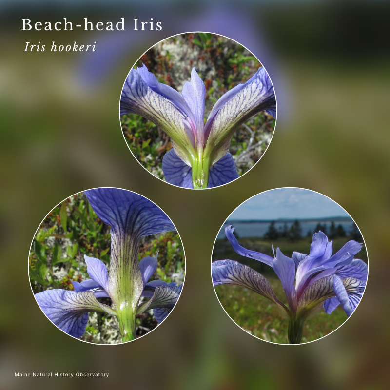 Beach-head Iris (Iris hookeri)