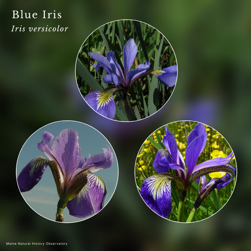 Blue Iris (Iris versicolor)
