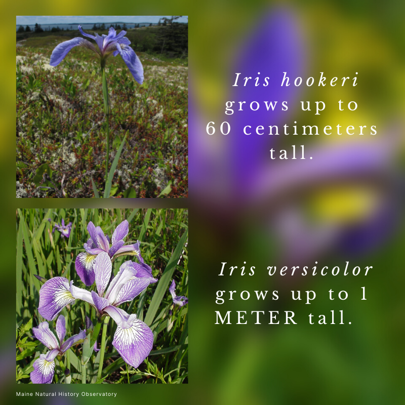 Beach-head Iris (Iris hookeri) and Blue Iris (Iris versicolor)