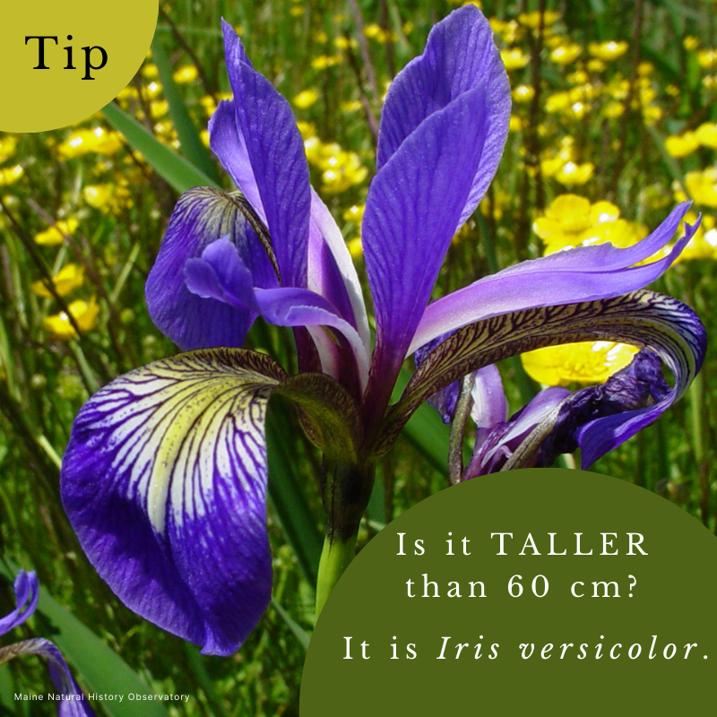 Blue Iris (Iris versicolor)