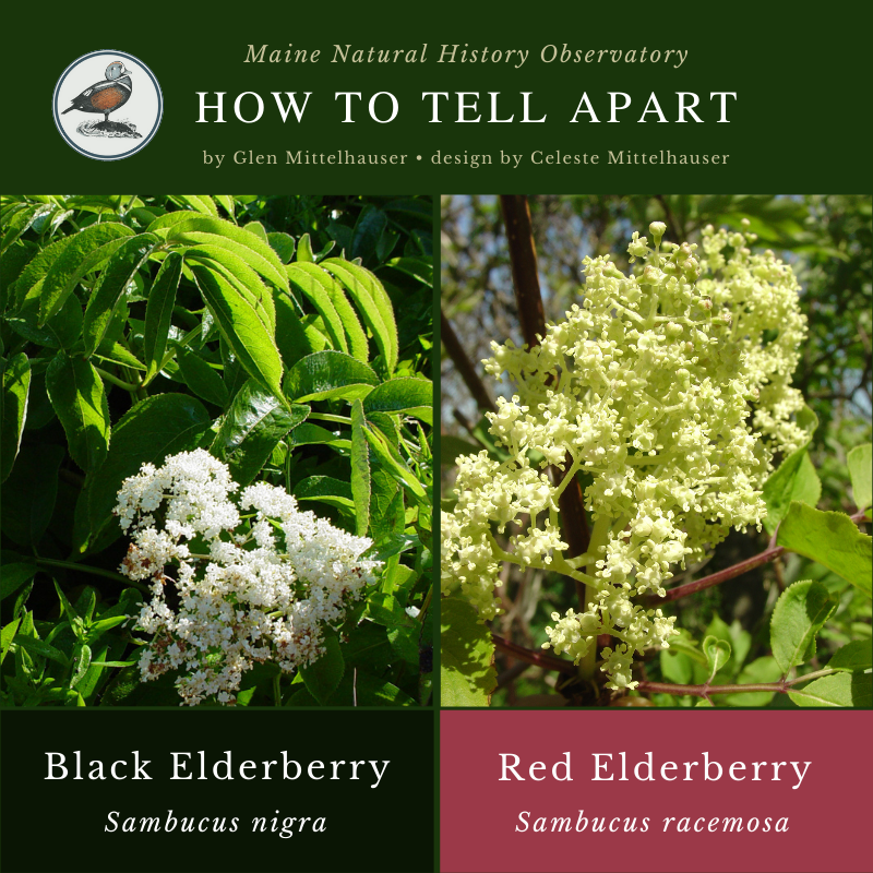 Black Elderberry (Sambucus nigra) and Red Elderberry (Sambucus racemosa)
