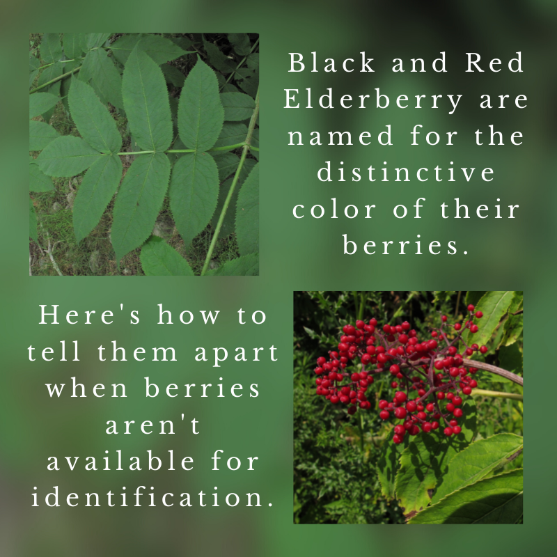 Black Elderberry (Sambucus nigra) and Red Elderberry (Sambucus racemosa)
