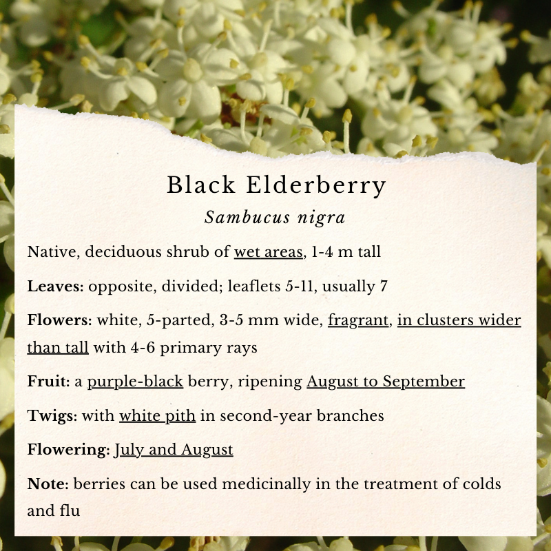 Black Elderberry (Sambucus nigra) 