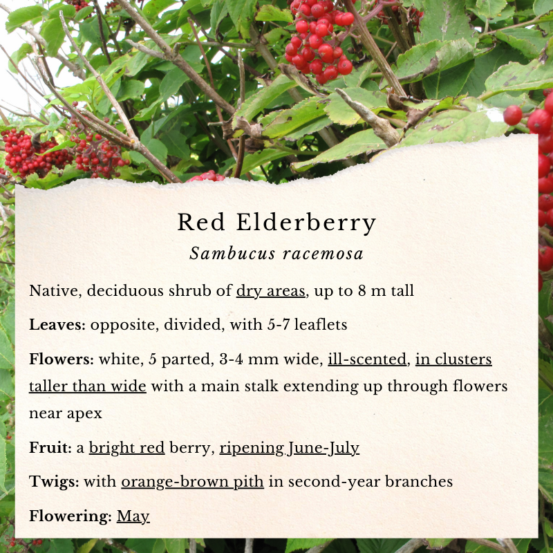 Red Elderberry (Sambucus racemosa)