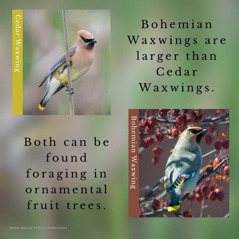 Cedar Waxwing (Bombycilla cedrorum) and Bohemian Waxwing (Bombycilla garrulus)