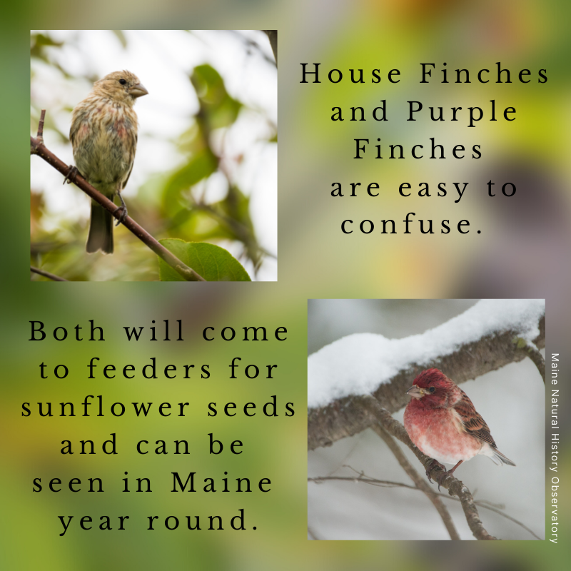 House Finch (Haemorhous mexicanus) and Purple Finch (Haemorhous purpureus)