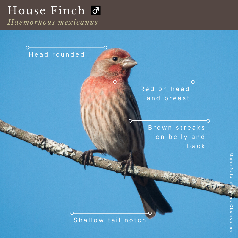House Finch (Haemorhous mexicanus)