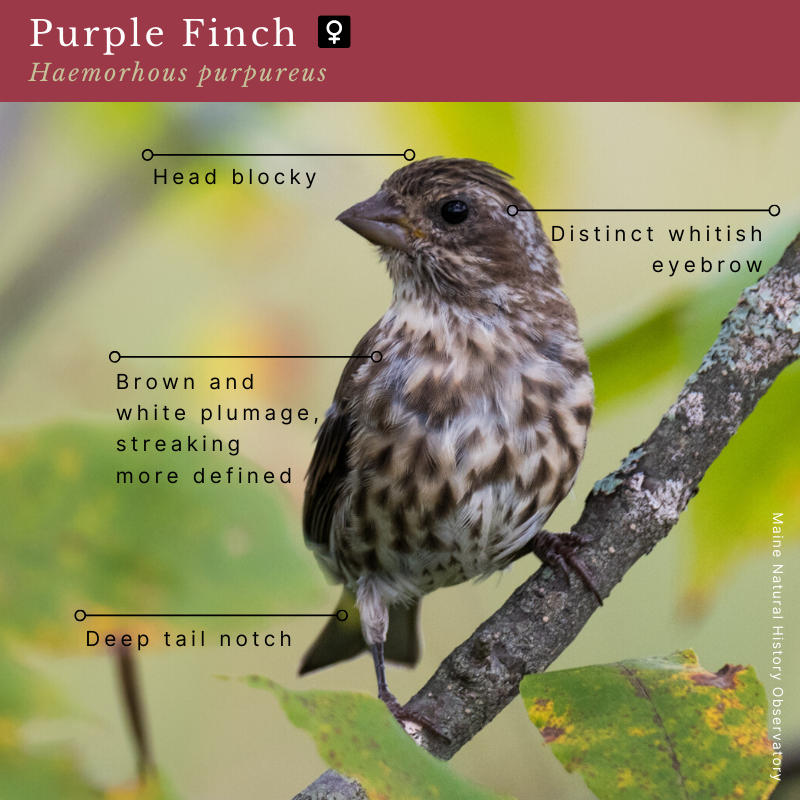 Purple Finch (Haemorhous purpureus)