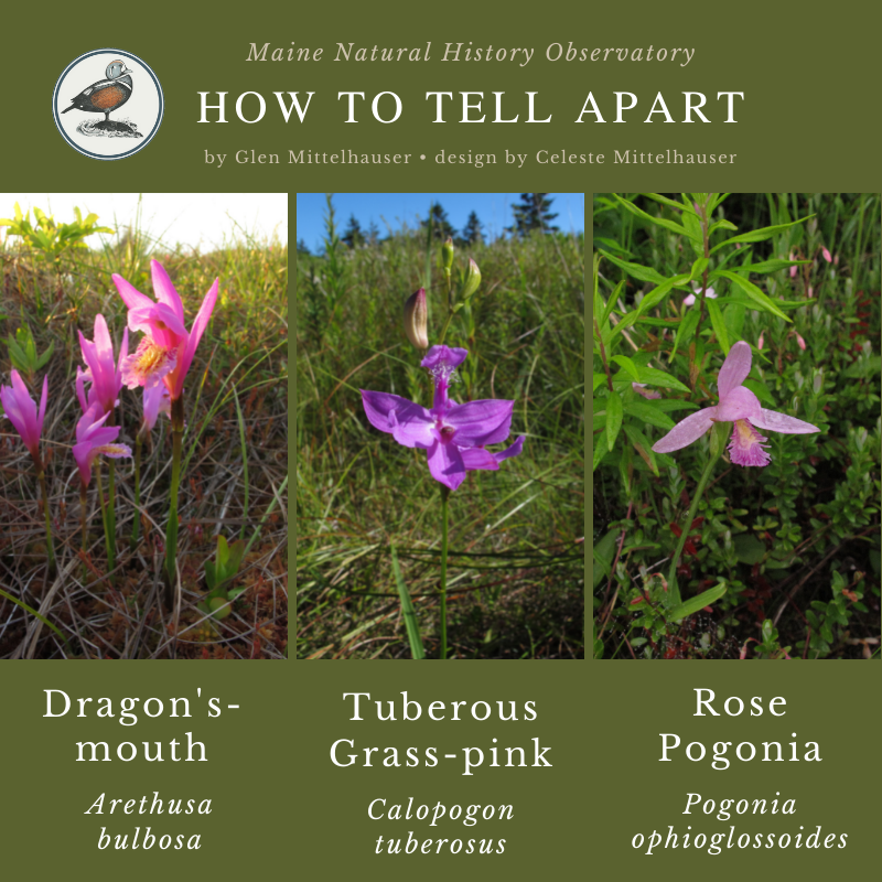 Orchids: Dragon's- mouth (Arethusa bulbosa), Tuberous Grass-pink (Calopogon tuberosus), and Rose Pogonia (Pogonia ophioglossoides)