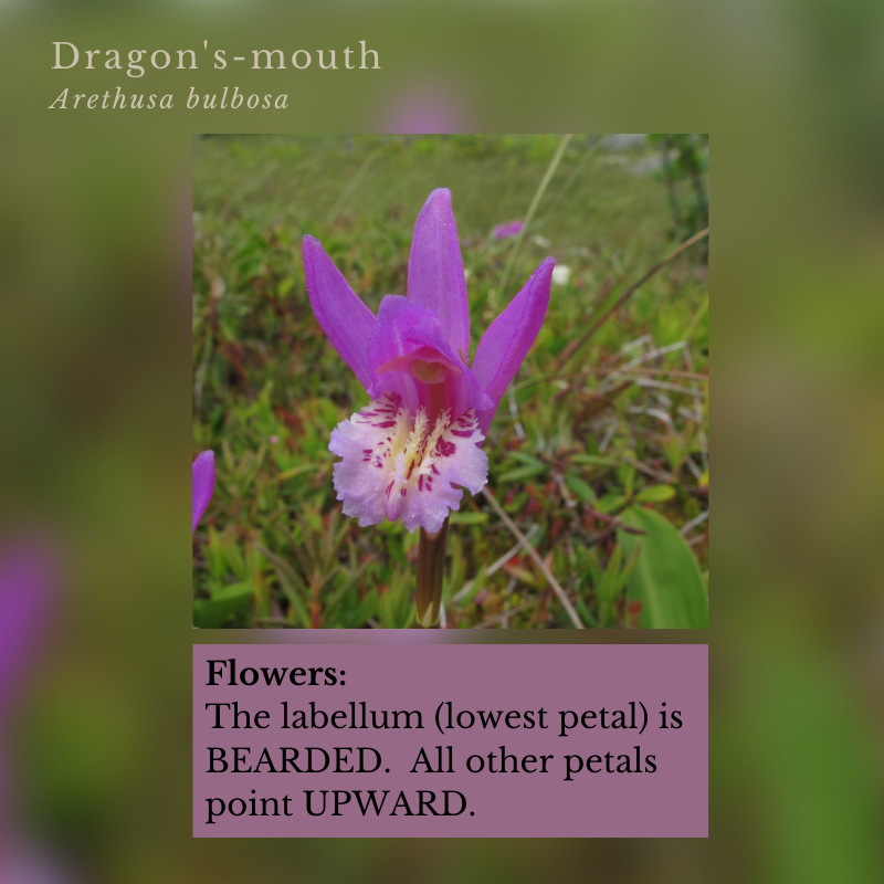 Orchids: Dragon's- mouth (Arethusa bulbosa)