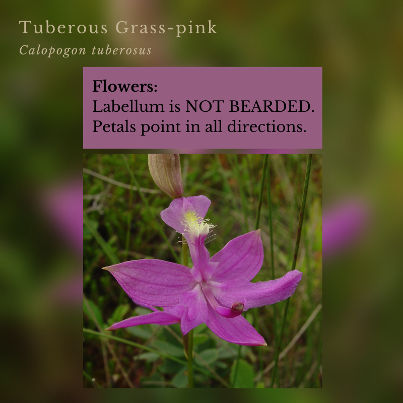 Orchids Tuberous Grass-pink (Calopogon tuberosus)