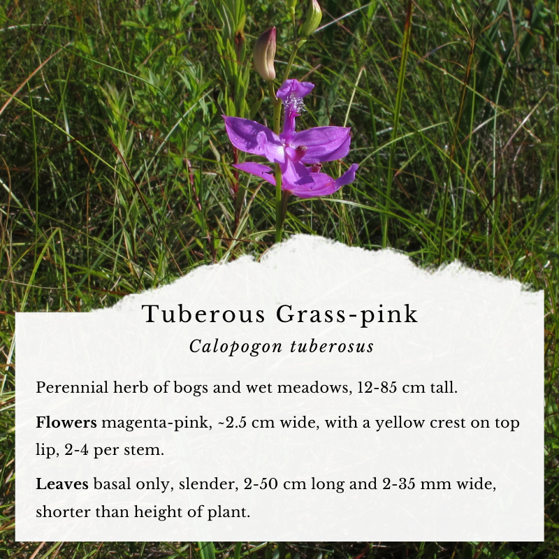 Orchids Tuberous Grass-pink (Calopogon tuberosus)