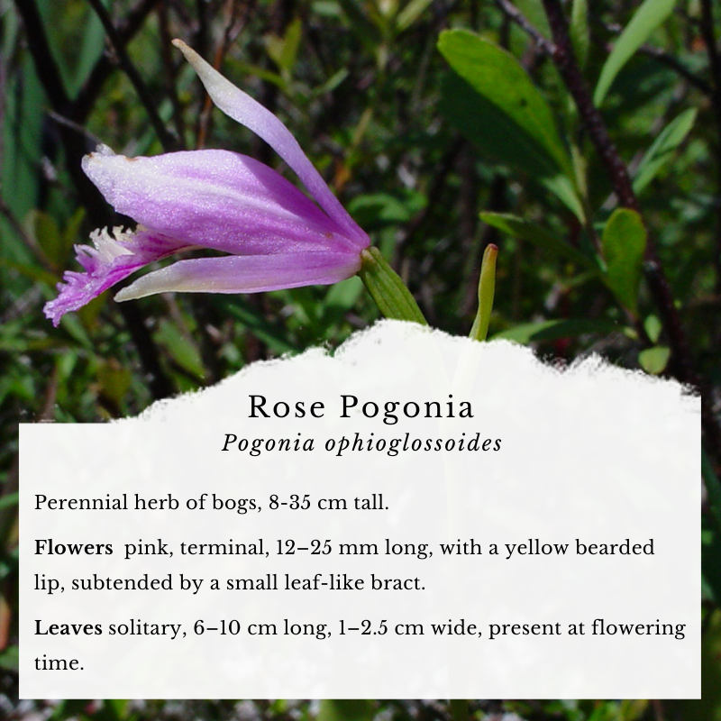 Orchids: Rose Pogonia (Pogonia ophioglossoides)