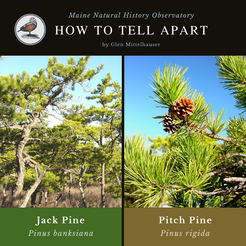 Jack Pine (Pinus banksiana) & Pitch Pine (Pinus rigida)