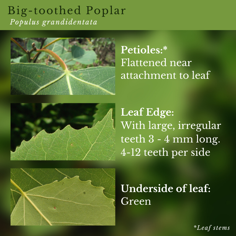 Big-toothed Poplar (Populus grandidentata)