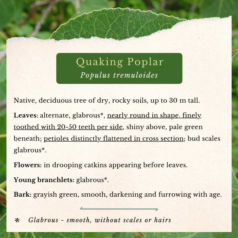 Quaking Poplar (Populus tremuloides)