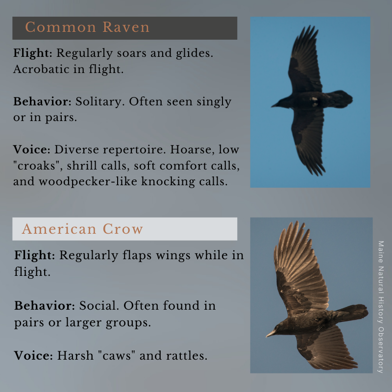 Raven (Corvus corax) and Crow (Corvus brachyrhynchos)