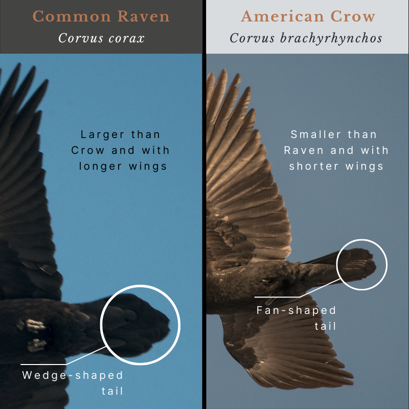Raven (Corvus corax) and Crow (Corvus brachyrhynchos)