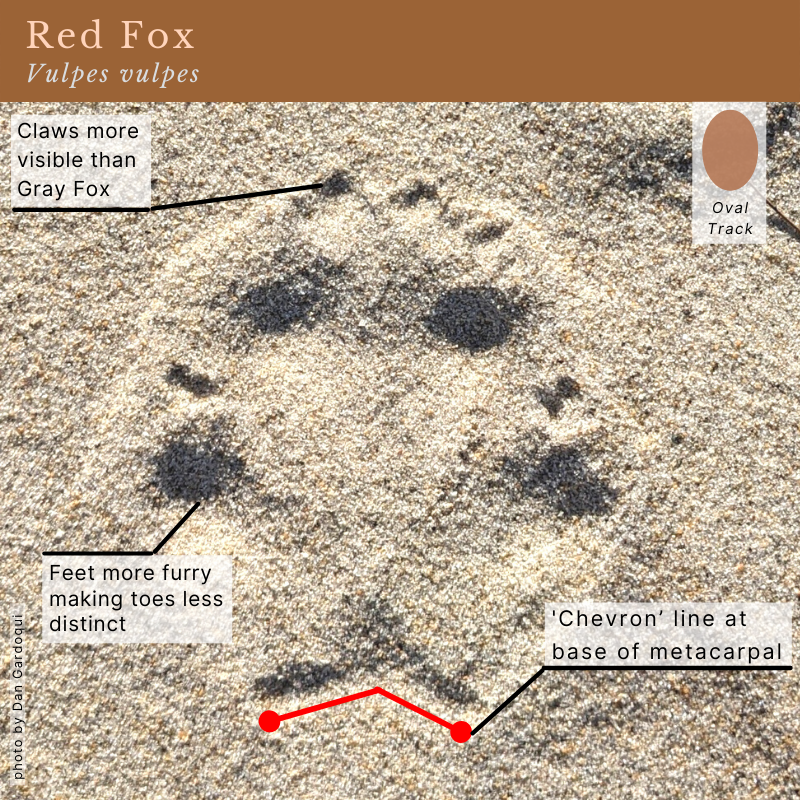 Red Fox (Vulpes vulpes) Tracks 