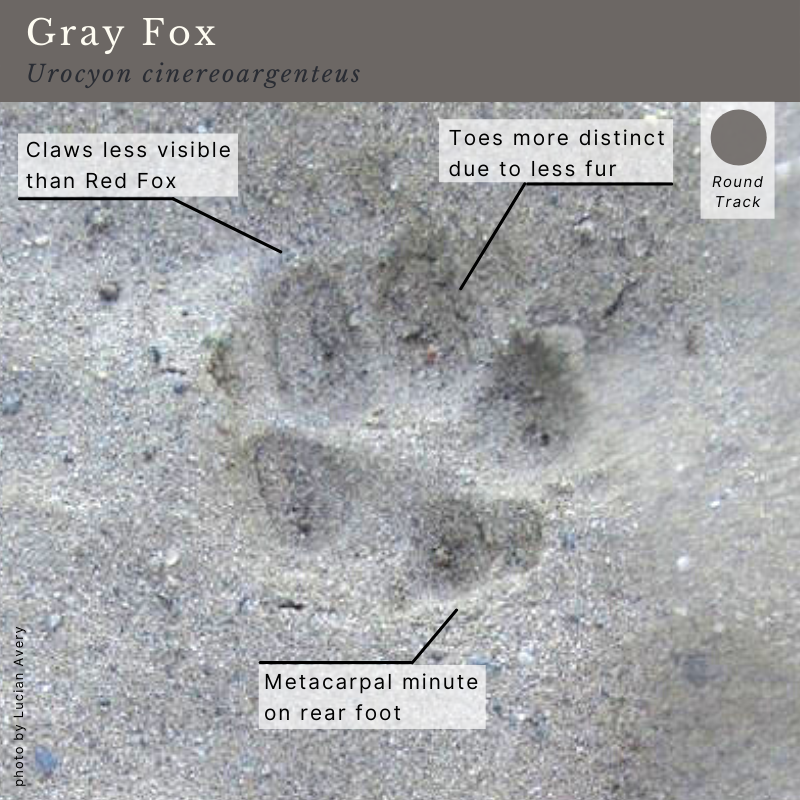 Gray Fox (Urocyon cinereoargenteus) Tracks 