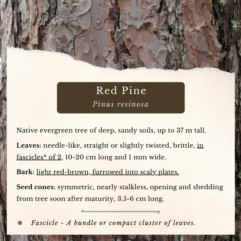 Red Pine (Pinus resinosa)