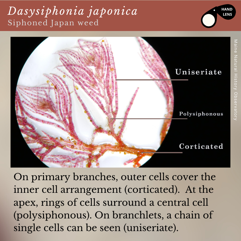 Dasysiphonia japonica (Siphoned Japan weed)