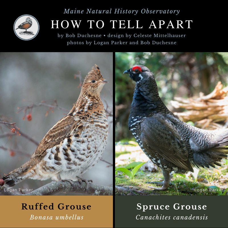 Ruffed Grouse & Spruce Grouse