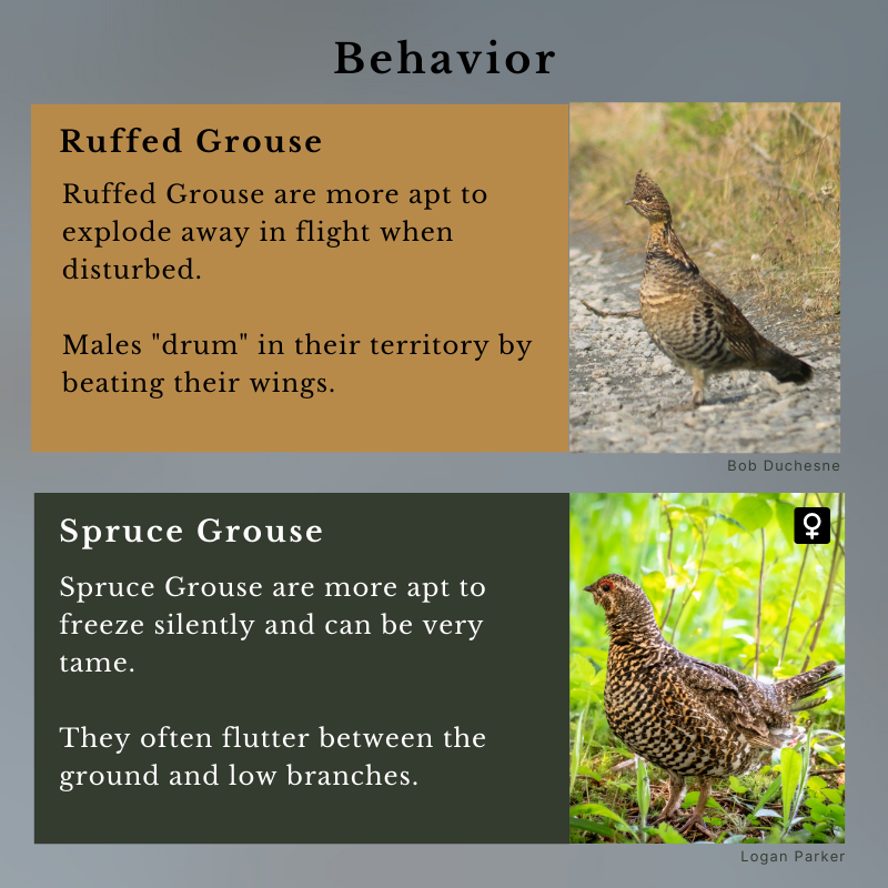 Ruffed Grouse & Spruce Grouse