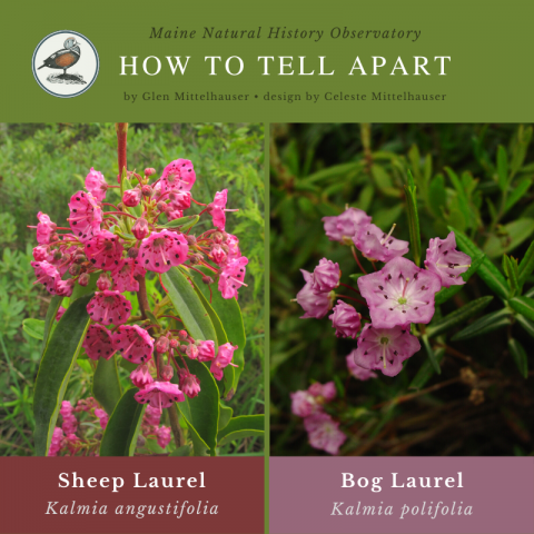 Sheep Laurel (Kalmia angustifolia) & Bog Laurel (Kalmia polifolia)