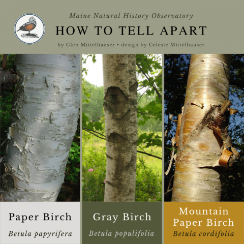 Paper Birch (Betula papyrifera), Gray Birch (Betula populifolia), and Mountain Paper Birch (Betula cordifolia)