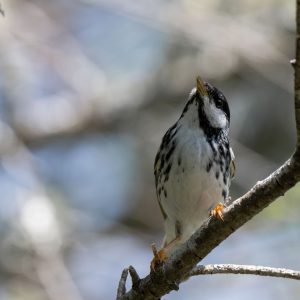 Coastal Songbirds