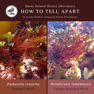seaweed identification infographic guide to Dumontia contorta vs Devaleraea ramentacea