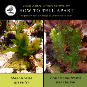 seaweed identification infographic guide to Monostroma grevillei vs Protomonostroma undulatum