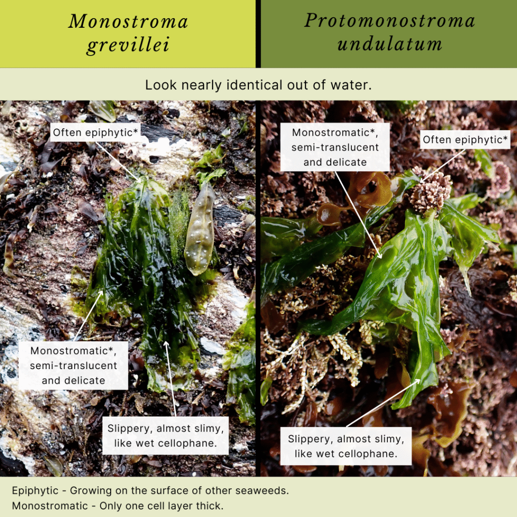 Monostroma Grevillei Vs. Protomonostroma Undulatum
