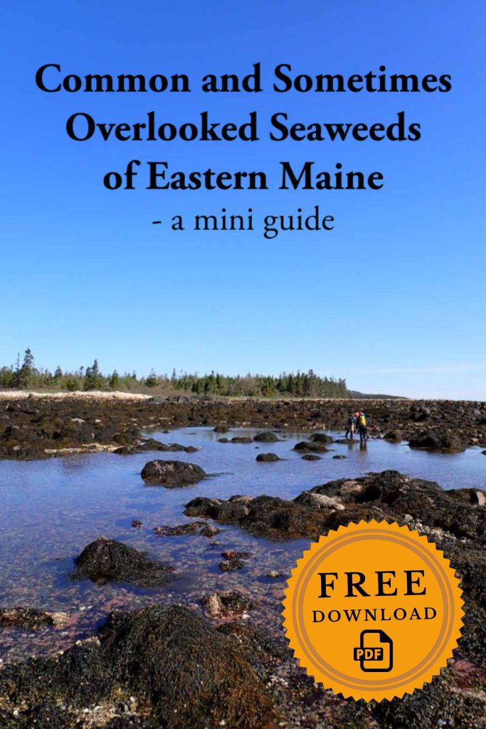 Common and Sometimes Overlooked Seaweeds of Eastern Maine – a mini guide (Free Download)