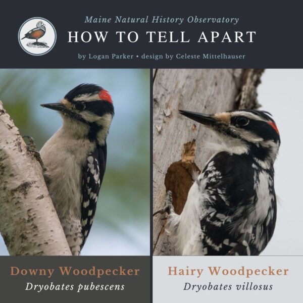 Bird identification infographic guide to Downy Woodpecker vs. Hairy Woodpecker