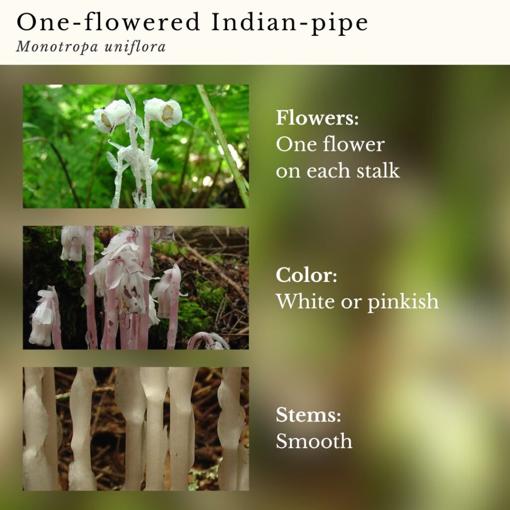 Plant identification infographic guide to One-flowered Indian Pipe, Monotropa uniflora