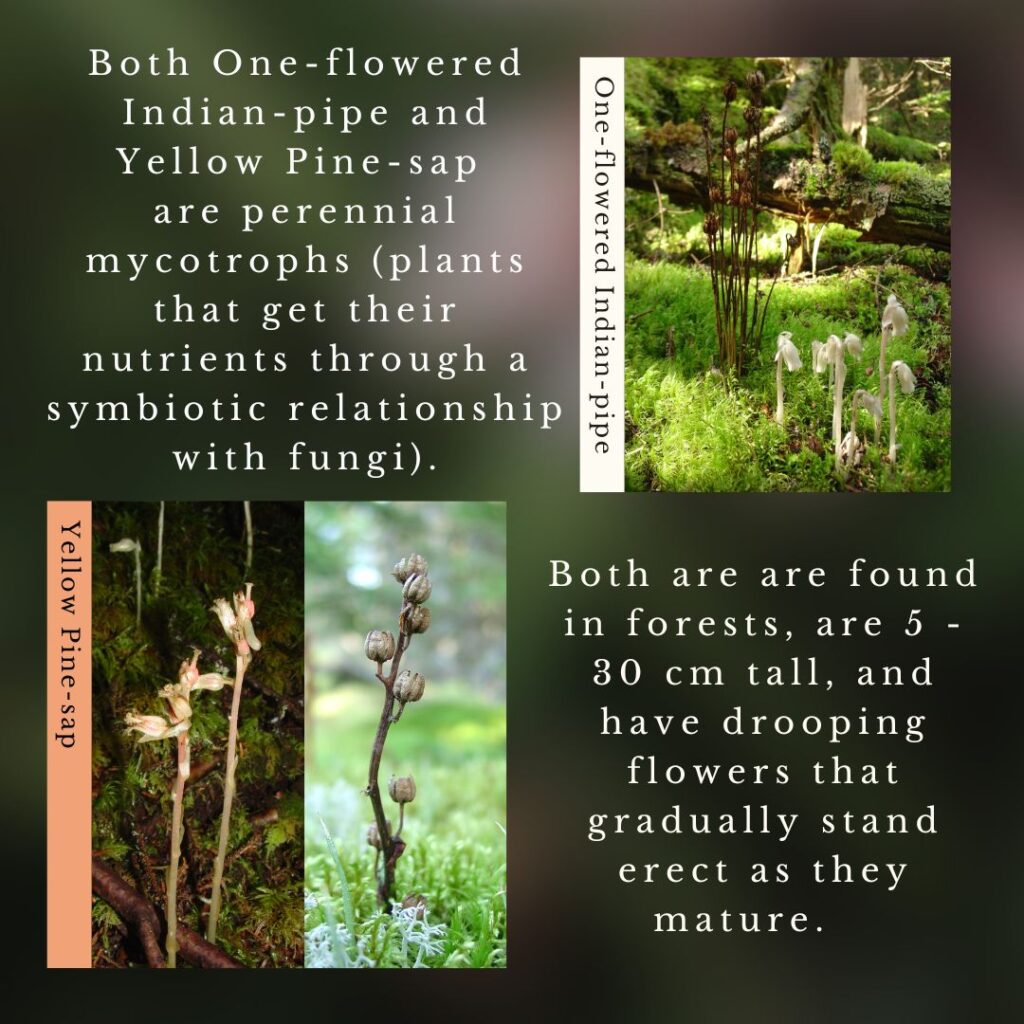 plant identification infographic guide to Yellow Pine Sap and One-flowered Indian Pipe