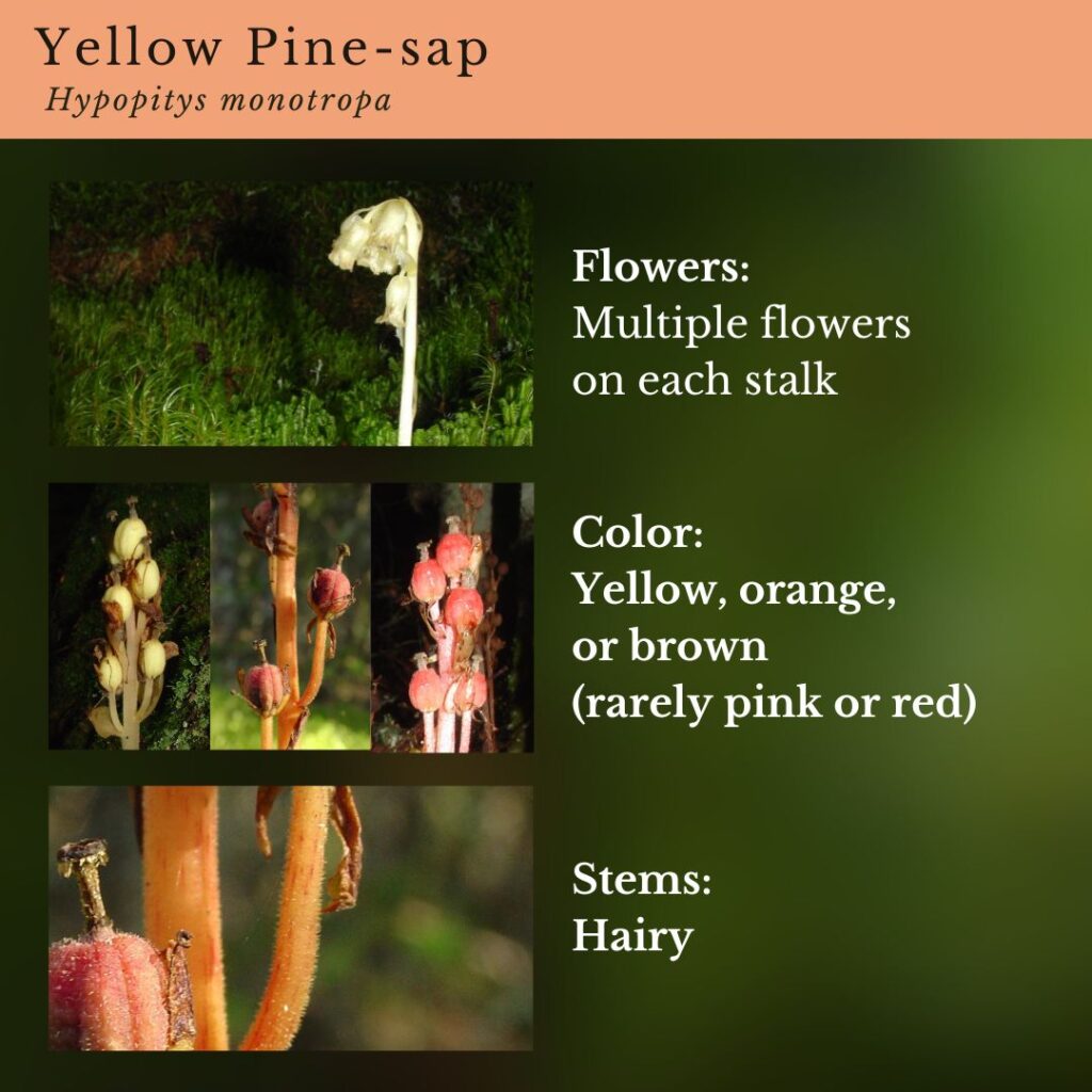 plant identification infographic guide to Yellow Pine-sap, Hypopitys monotropa