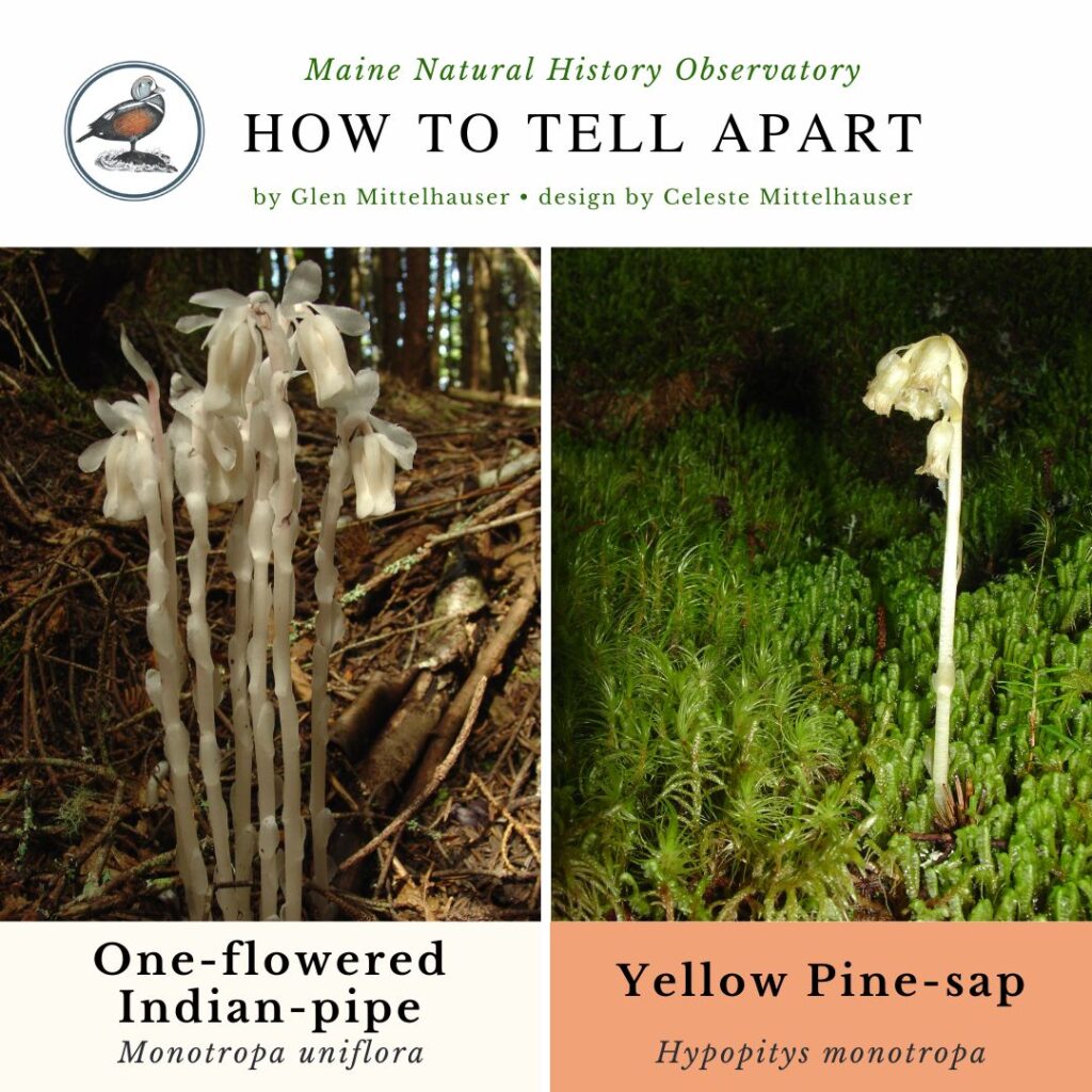 Yellow Pine-sap vs. One-flowered Indian-pipe